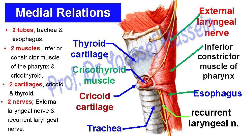 Medial Relations • 2 tubes, trachea & esophagus. • 2 muscles, inferior constrictor muscle