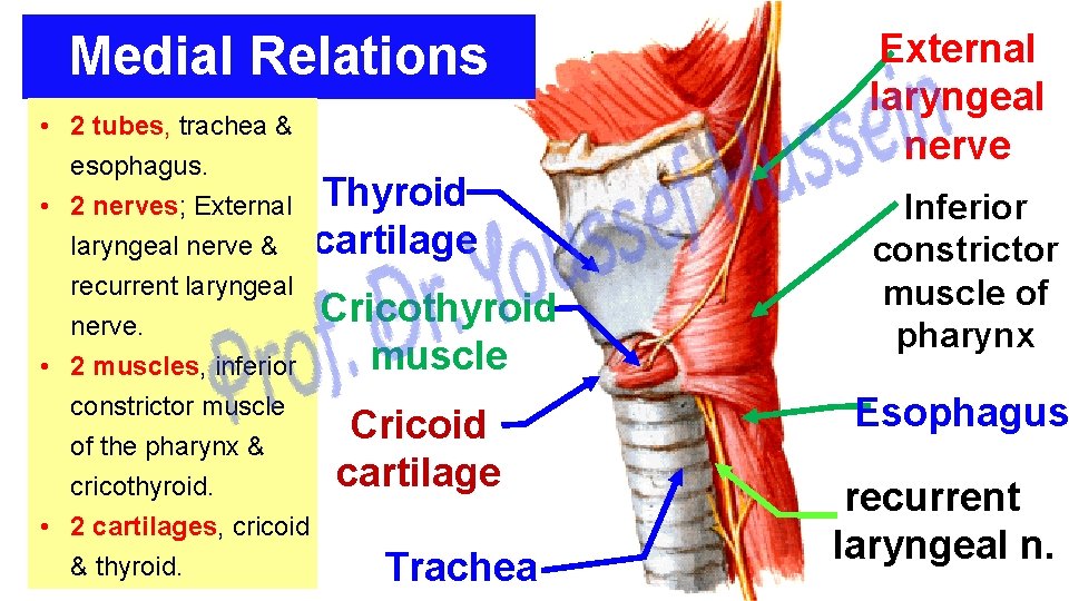 Medial Relations • 2 tubes, trachea & esophagus. • 2 nerves; External Thyroid laryngeal