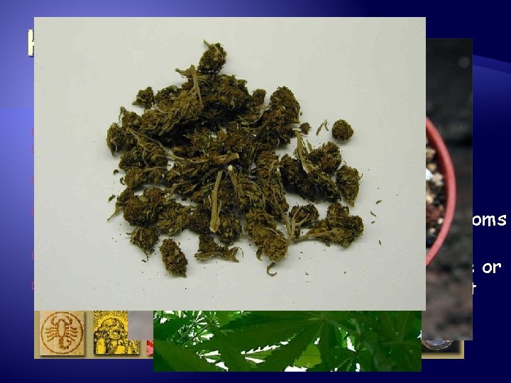 Hallucinogens � Psychedelics � � � Health Risks of Using Marijuana: Causes precancerous changes