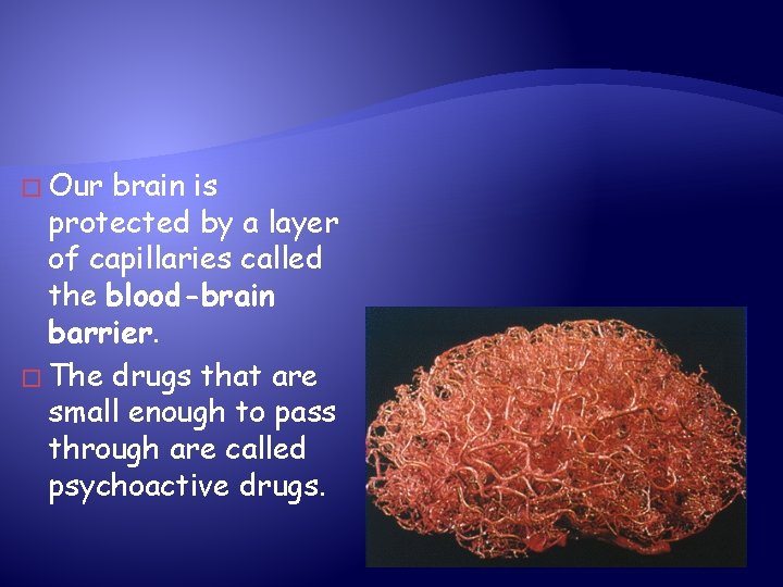 � Our brain is protected by a layer of capillaries called the blood-brain barrier.