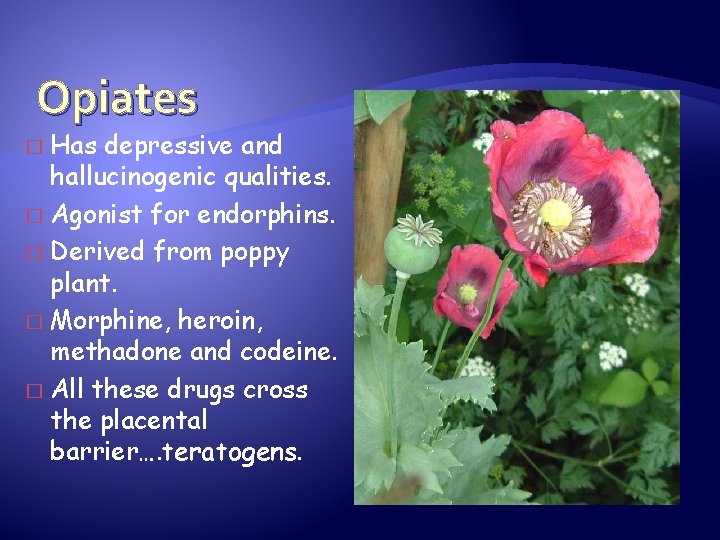 Opiates Has depressive and hallucinogenic qualities. � Agonist for endorphins. � Derived from poppy
