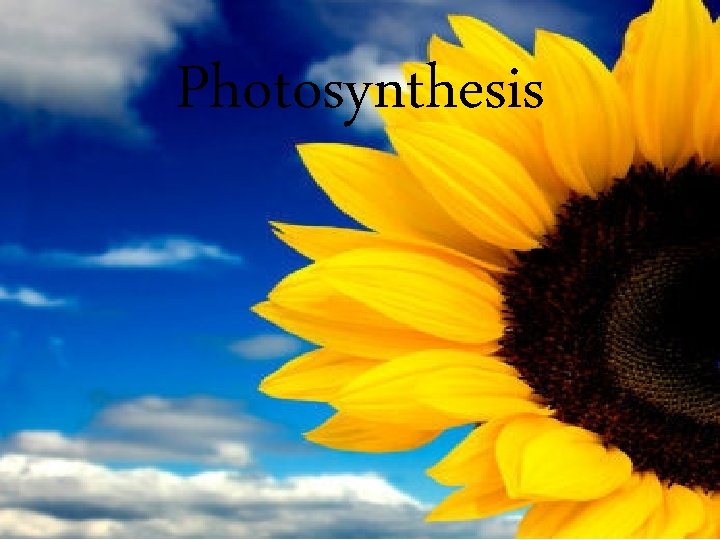 Photosynthesis 