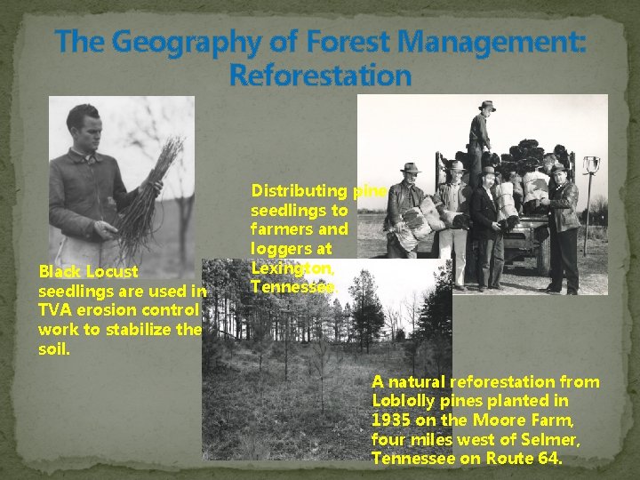 The Geography of Forest Management: Reforestation Black Locust seedlings are used in TVA erosion