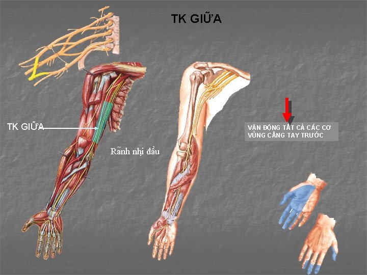 TK GIỮA VẬN ĐỘNG TẤT CẢ CÁC CƠ VÙNG CẲNG TAY TRƯỚC Ra nh