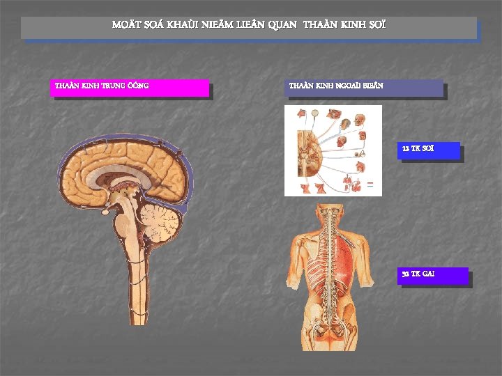 MOÄT SOÁ KHAÙI NIEÄM LIE N QUAN THAÀN KINH SOÏ THAÀN KINH TRUNG ÖÔNG