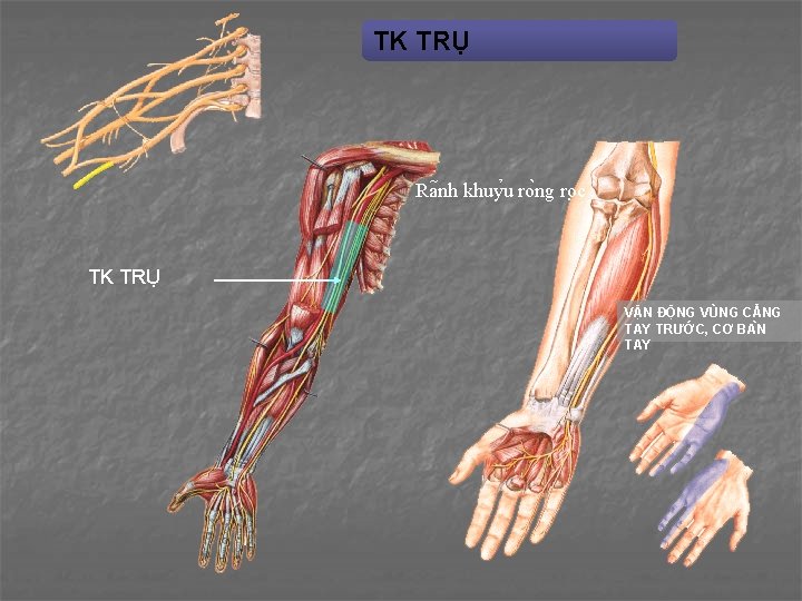 TK TRỤ Ra nh khuy u ro ng ro c TK TRỤ VẬN ĐỘNG