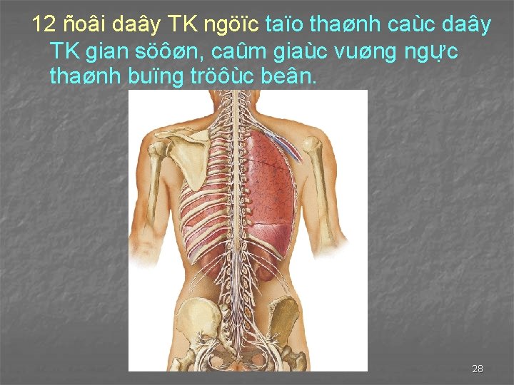 12 ñoâi daây TK ngöïc taïo thaønh caùc daây TK gian söôøn, caûm giaùc