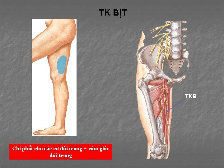 TK BỊT TKB Chi phối cho các cơ đùi trong + cảm giác đùi