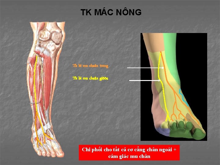 TK MÁC NÔNG Tk bì mu chaân trong Tk bì mu chaân giöõa Chi