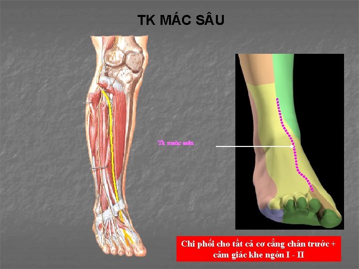 TK MÁC S U Tk maùc saâu Chi phối cho tất cả cơ cẳng