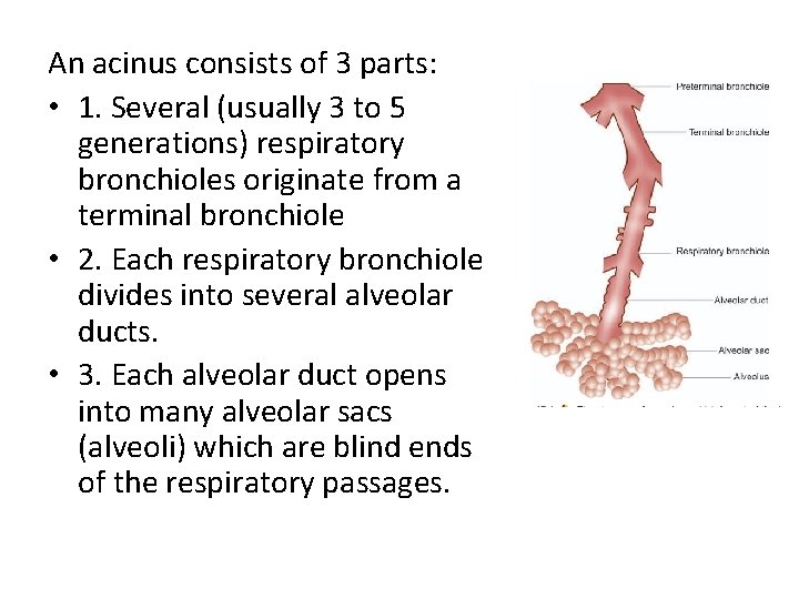 An acinus consists of 3 parts: • 1. Several (usually 3 to 5 generations)