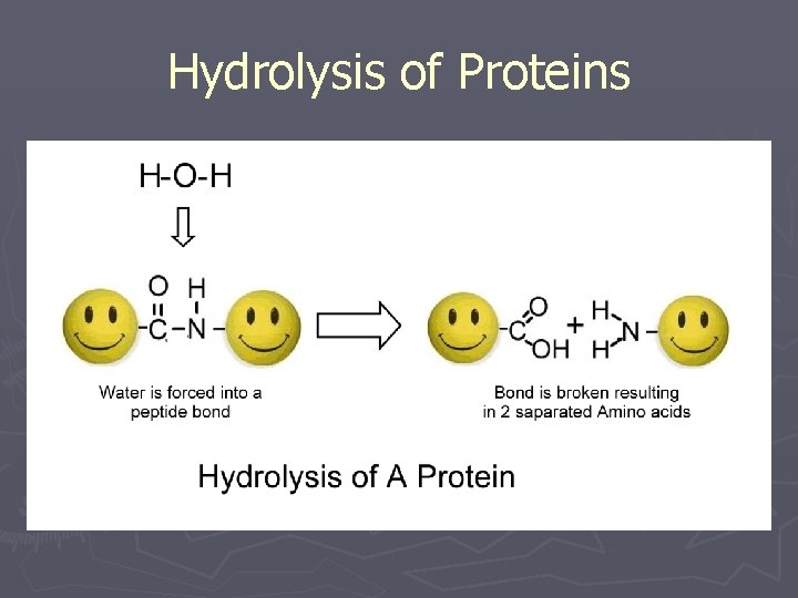 Hydrolysis of Proteins 