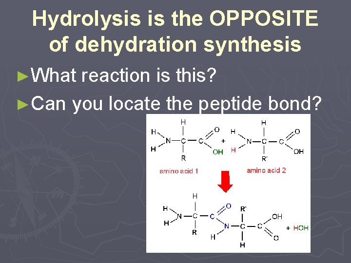 Hydrolysis is the OPPOSITE of dehydration synthesis ►What reaction is this? ►Can you locate