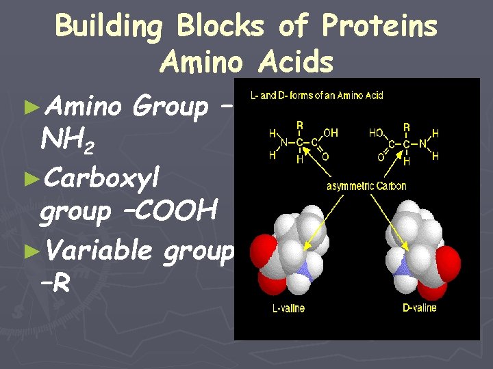 Building Blocks of Proteins Amino Acids ►Amino Group – NH 2 ►Carboxyl group –COOH