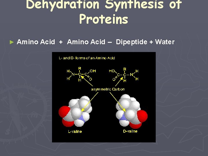 Dehydration Synthesis of Proteins ► Amino Acid + Amino Acid -- Dipeptide + Water