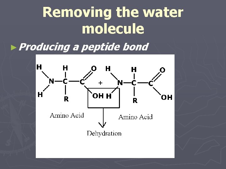 Removing the water molecule ► Producing a peptide bond 