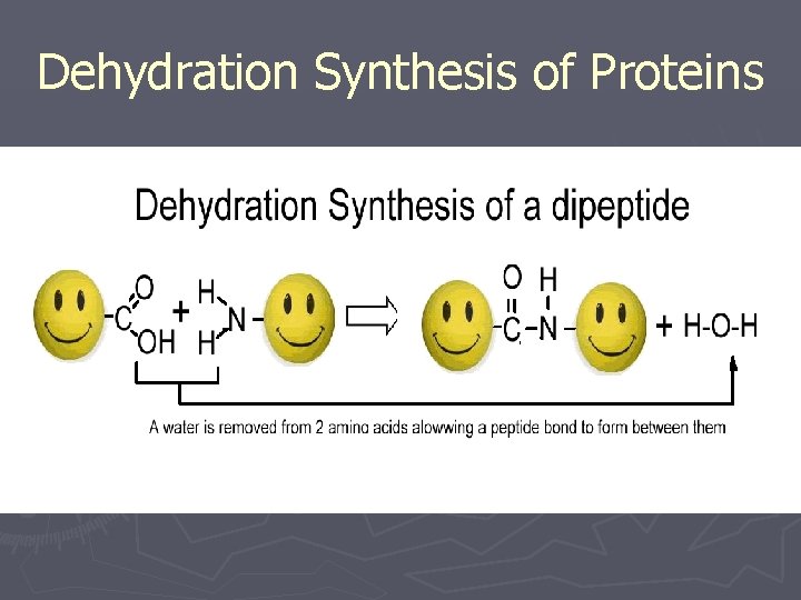 Dehydration Synthesis of Proteins 