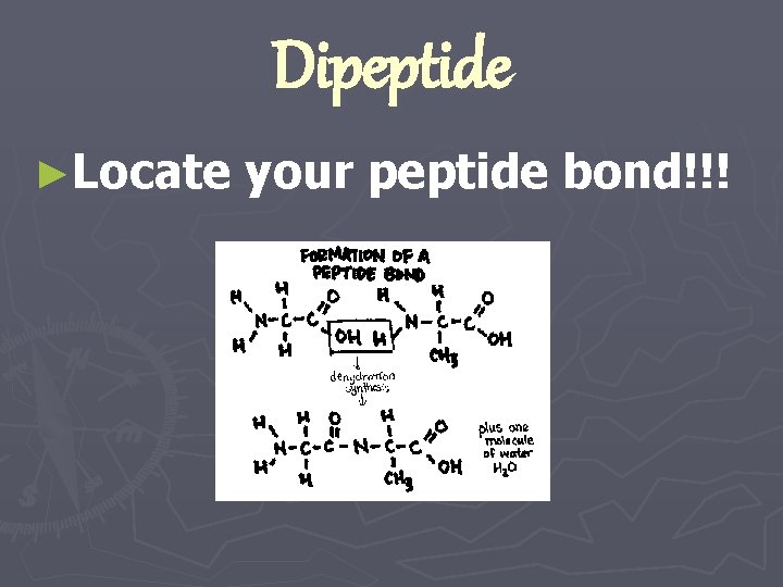 Dipeptide ►Locate your peptide bond!!! 