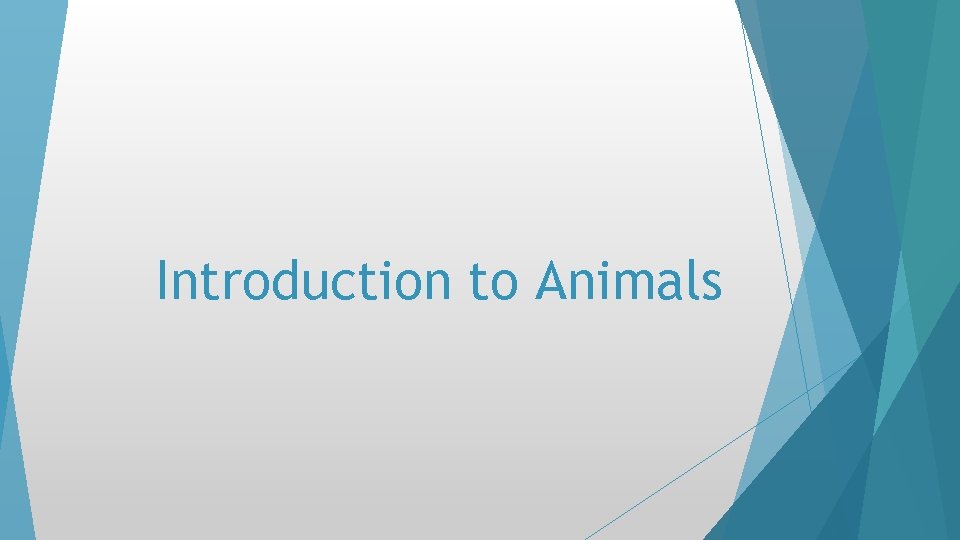 Introduction to Animals Introduction to Animals