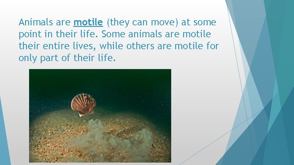 Animals are motile (they can move) at some point in their life. Some animals Animals are motile (they can move) at some point in their life. Some animals