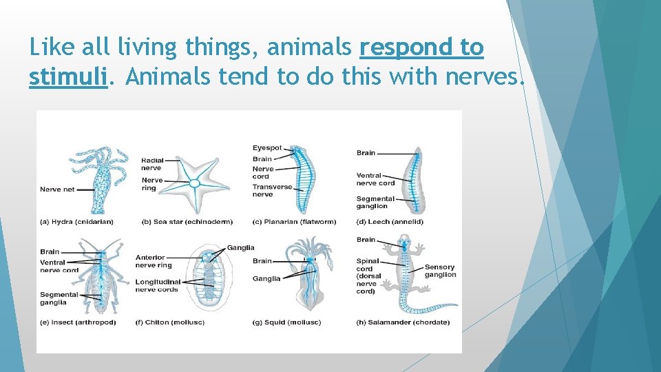 Like all living things, animals respond to stimuli. Animals tend to do this with Like all living things, animals respond to stimuli. Animals tend to do this with
