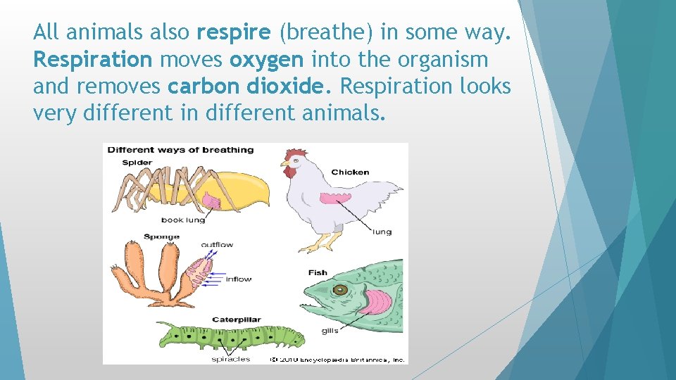 All animals also respire (breathe) in some way. Respiration moves oxygen into the organism All animals also respire (breathe) in some way. Respiration moves oxygen into the organism