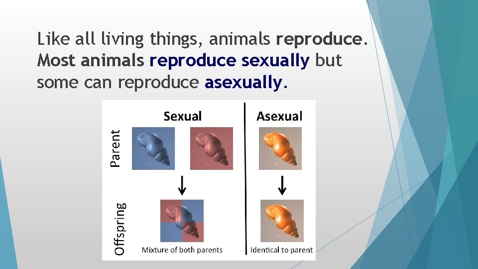 Like all living things, animals reproduce. Most animals reproduce sexually but some can reproduce Like all living things, animals reproduce. Most animals reproduce sexually but some can reproduce