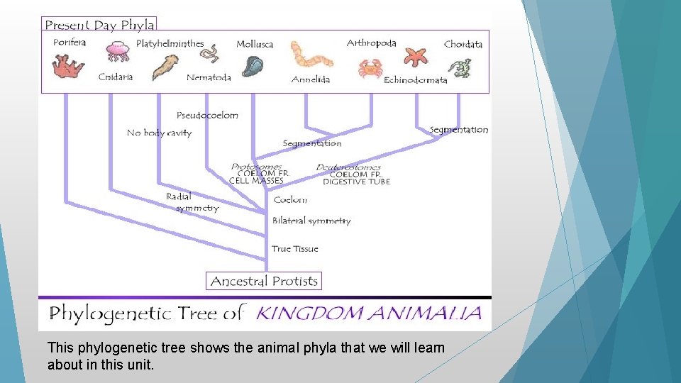 This phylogenetic tree shows the animal phyla that we will learn about in this This phylogenetic tree shows the animal phyla that we will learn about in this