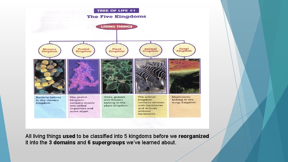 All living things used to be classified into 5 kingdoms before we reorganized it All living things used to be classified into 5 kingdoms before we reorganized it