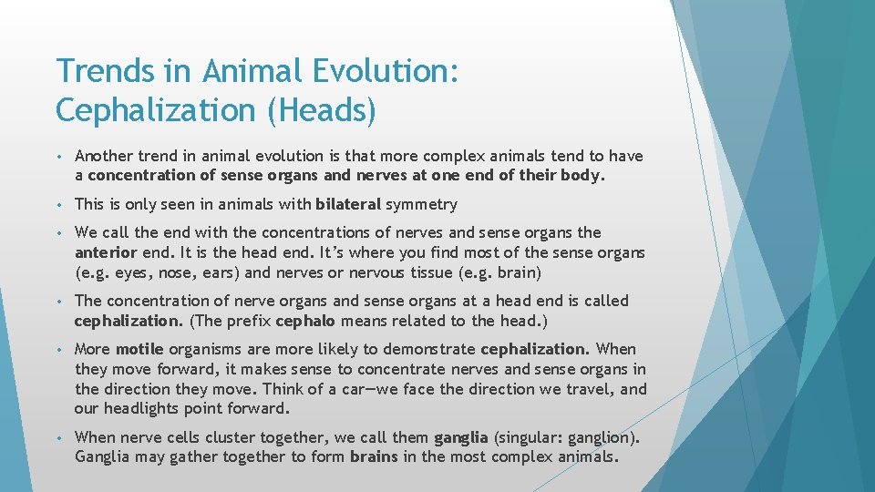 Trends in Animal Evolution: Cephalization (Heads) • Another trend in animal evolution is that Trends in Animal Evolution: Cephalization (Heads) • Another trend in animal evolution is that