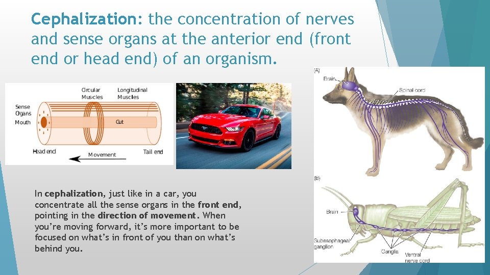 Cephalization: the concentration of nerves and sense organs at the anterior end (front end Cephalization: the concentration of nerves and sense organs at the anterior end (front end