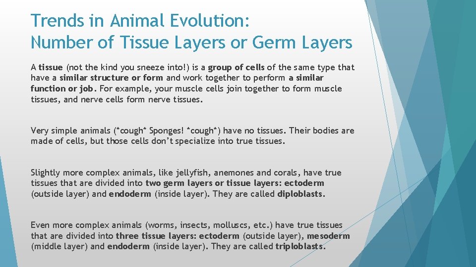 Trends in Animal Evolution: Number of Tissue Layers or Germ Layers A tissue (not Trends in Animal Evolution: Number of Tissue Layers or Germ Layers A tissue (not