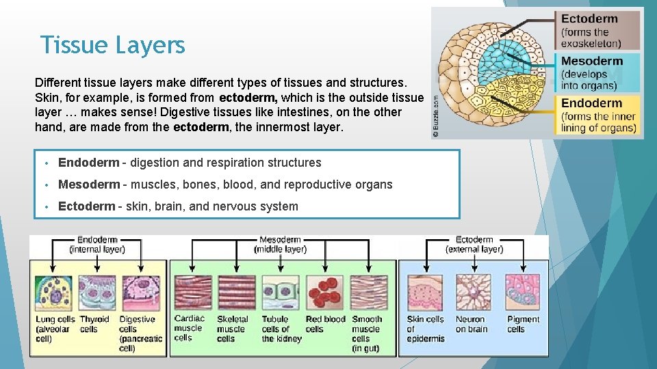 Tissue Layers Different tissue layers make different types of tissues and structures. Skin, for Tissue Layers Different tissue layers make different types of tissues and structures. Skin, for