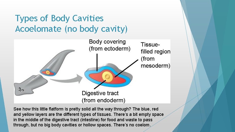 Types of Body Cavities Acoelomate (no body cavity) See how this little flatform is Types of Body Cavities Acoelomate (no body cavity) See how this little flatform is