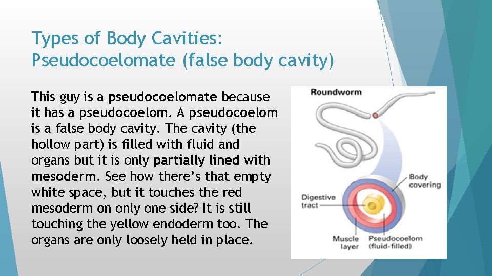 Types of Body Cavities: Pseudocoelomate (false body cavity) This guy is a pseudocoelomate because Types of Body Cavities: Pseudocoelomate (false body cavity) This guy is a pseudocoelomate because