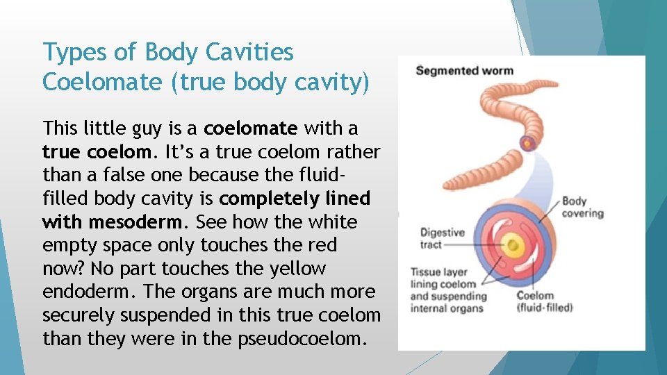 Types of Body Cavities Coelomate (true body cavity) This little guy is a coelomate Types of Body Cavities Coelomate (true body cavity) This little guy is a coelomate