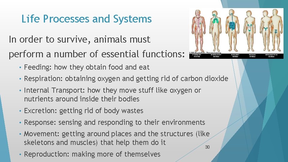 Life Processes and Systems In order to survive, animals must perform a number of Life Processes and Systems In order to survive, animals must perform a number of