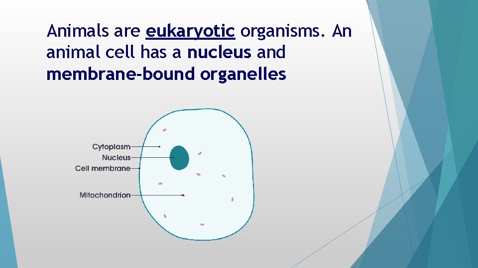 Animals are eukaryotic organisms. An animal cell has a nucleus and membrane-bound organelles Animals are eukaryotic organisms. An animal cell has a nucleus and membrane-bound organelles