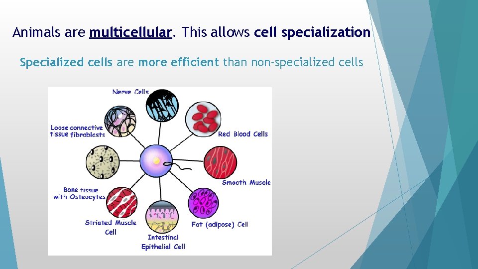 Animals are multicellular. This allows cell specialization Specialized cells are more efficient than non-specialized Animals are multicellular. This allows cell specialization Specialized cells are more efficient than non-specialized
