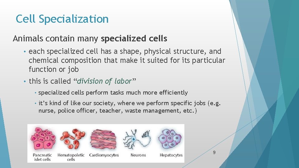 Cell Specialization Animals contain many specialized cells • each specialized cell has a shape, Cell Specialization Animals contain many specialized cells • each specialized cell has a shape,