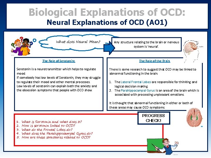 Biological Explanations of OCD: Neural Explanations of OCD (AO 1) What does Neural Mean?