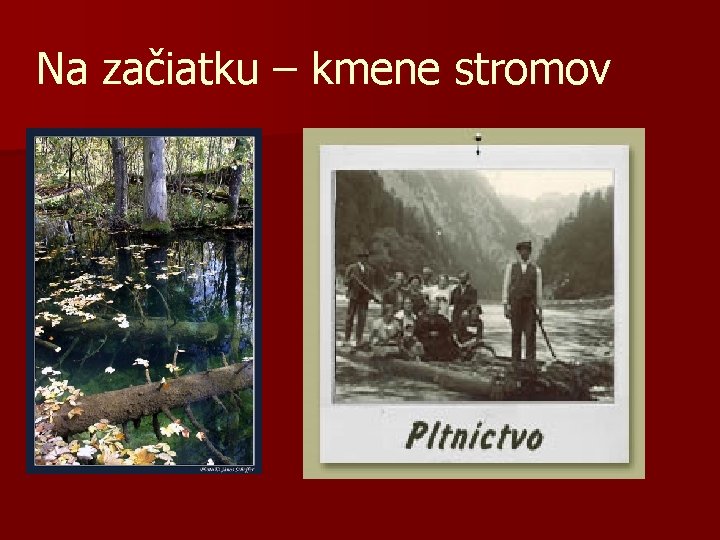 Na začiatku – kmene stromov 