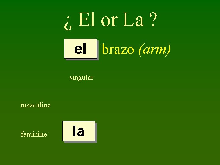 ¿ El or La ? el singular masculine feminine la brazo (arm) 