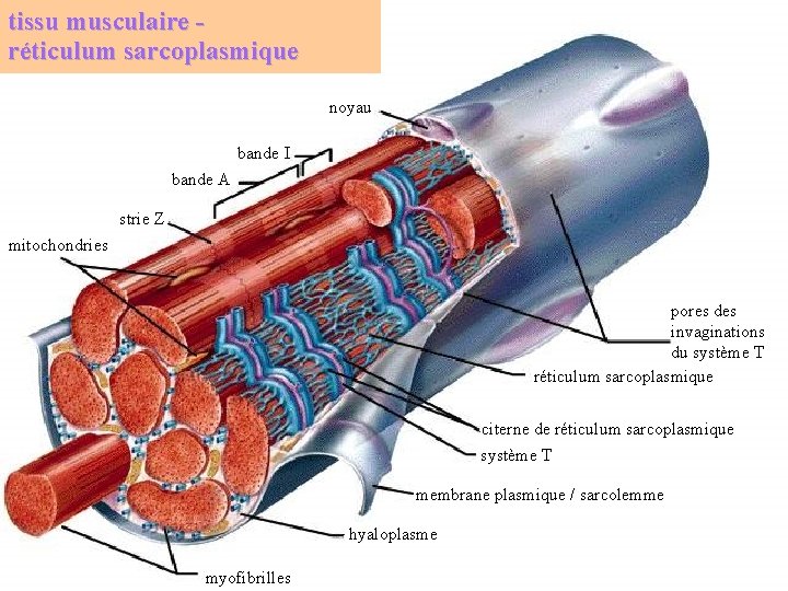 tissu musculaire réticulum sarcoplasmique noyau bande I bande A strie Z mitochondries pores des