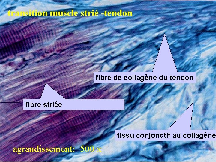 transition muscle strié -tendon fibre de collagène du tendon fibre striée tissu conjonctif au