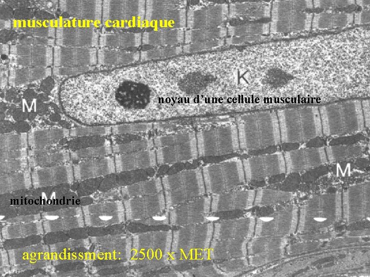 musculature cardiaque noyau d’une cellule musculaire mitochondrie agrandissment: 2500 x MET 