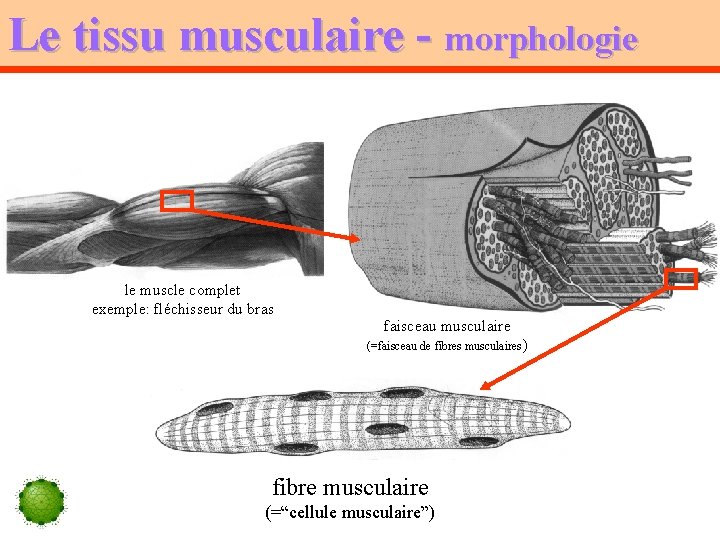 Le tissu musculaire - morphologie le muscle complet exemple: fléchisseur du bras faisceau musculaire