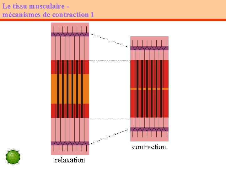 Le tissu musculaire mécanismes de contraction 1 contraction relaxation 