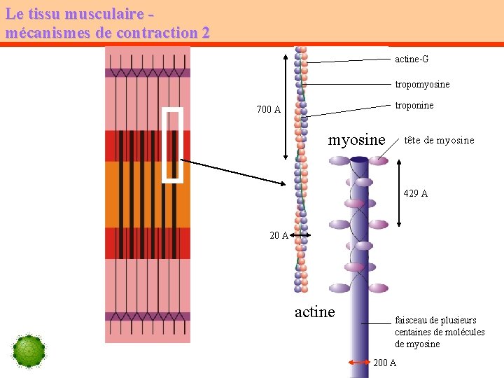 Le tissu musculaire mécanismes de contraction 2 actine-G tropomyosine troponine 700 A myosine tête