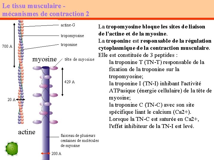 Le tissu musculaire mécanismes de contraction 2 actine-G tropomyosine troponine 700 A myosine tête